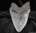 Beastly Megalodon Tooth A Hair Shy Of Inches #704-2